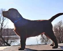 Labrador retriver čokoladni štenci