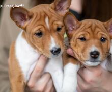 Basenji prelepi štenci