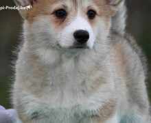 Velski korgi/Welsh Corgi Pembroke