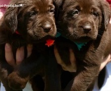 Labrador retriver štenci