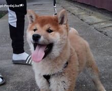 Shiba inu