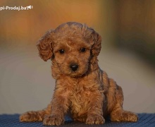 Mini pudle, aprikot boje