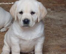 Labrador retriver