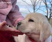 Labrador retriver štenci