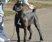 Cane Corso ženka