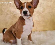 Basenji TOP stenci