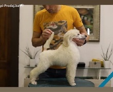 Štenci velike KRALJEVSKE POODLE