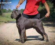 Cane Corso štenci