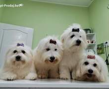 Coton de Tulear (Tulearski pas)