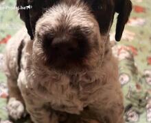 Lagotto romagnolo štenci