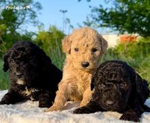 Labradoodle-labradudl (labrador + pudla)