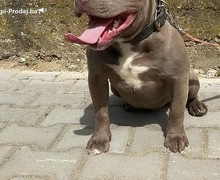 American bully pocket sampanj zenkica