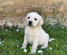 Labrador retriver