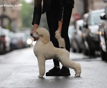 Štenci velike KRALJEVSKE POODLE