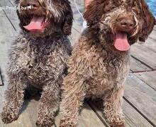 Lagotto Romagnolo štenci