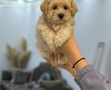 Maltipoo prelepi štenci