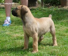 Južnoafrički mastif Burbul štenci