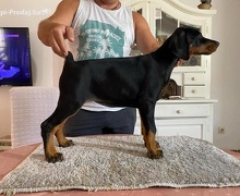 Doberman