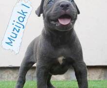 Bluenose Pitbull štenci