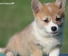 Velski korgi/Welsh Corgi Pembroke