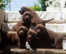 Labrador Retriver štenci, čokoladni