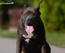 American Bully XL muško štene