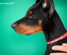 Doberman prelepi štenci