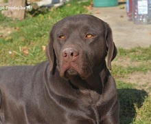 Labrador retriver