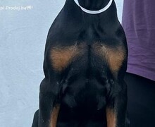 Doberman prelepi štenci