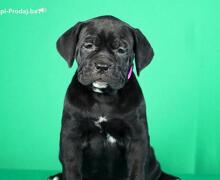 Cane Corso VRHUNSKI štenci