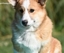 Velski korgi/Welsh Corgi Pembroke