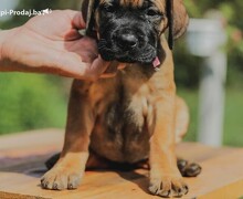 Cane Corso štenci