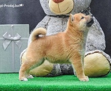 Shiba inu štenci