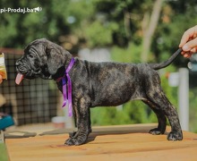 Cane Corso štenci