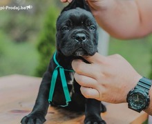 Cane Corso štenci