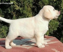 Labrador retriver