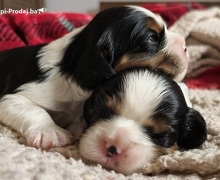 Cavalier king Charles spaniel štenci