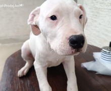 Dogo Argentino štenci