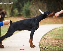 Doberman prelepi štenci