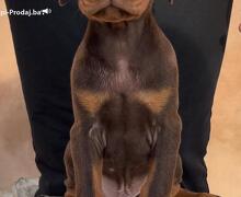 Doberman prelepi štenci