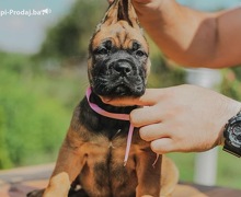 Cane Corso prelepi stenci na prodaju