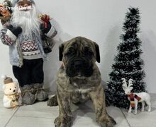 Preca Canario Kanarska doga štenci