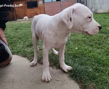 Dogo Argentino štenci