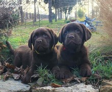 Labrador retriver čokoladni štenci