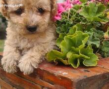 Labradoodle prelepi štenci