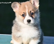 Velski korgi/Welsh Corgi Pembroke