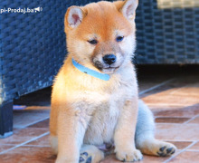 Shiba inu štenci