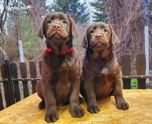 Labrador retriver čokoladni štenci