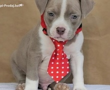 American bully pocket 