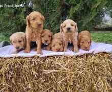 Labradoodle prelepi štenci